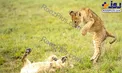 عکسی جالب از بازی بچه شیرها باهم