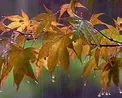 هواشناسی: افزایش ۵ درجه‌ای دما در نوار شمالی کشور