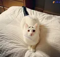 عکس/ گربه نادری که از ابدو تولد ابرو داشت!