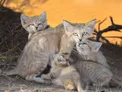 گربه خاص ایرانی که در بیابان زندگی می‌کند/عکس