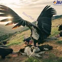 تغذیه کرکس ها از لاشه یک گوساله + عکس