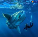 سنگین ترین و عجیب ترین ماهی استخوان دار جهان + عکس