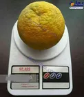 پرتقال نیم کیلویی+عکس