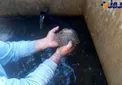 آب آشامیدنی با طعم قورباغه+عکس