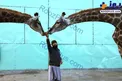 غذا دادن هم زمان و با مزه به دو زرافه !+عکس