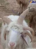 گوسفند عجیب ایرانی با 5 شاخ+عکس