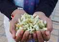 خواص بهار نارنج و چای آن