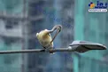 استراحت جالب یک پلیکان روی تیر چراغ + عکس