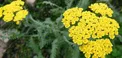 گیاهی برای دفع سنگ کلیه