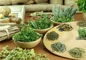 گیاهان مفید برای تقویت حافظه