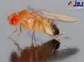 اولین جانوری که به فضا رفت!+عکس
