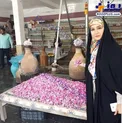 خانم مجری در مراسم گلاب‌گیری نیاسر+عکس
