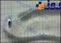 عکس/ یک ماهی ناشناخته با اندام شگفت انگیز