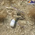 ظرف ماست جان روباه را گرفت + عکس