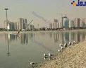 بازگشت مرغ های دریایی به دریاچه چیتگر+ عکس