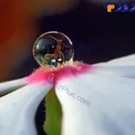 تصويری زيبا از يك مورچه گير افتاده در قطره شبنم