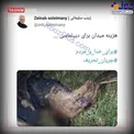 عکس/ واکنش تامل برانگیز فرزند شهید سلیمانی به ادعاهای ظریف