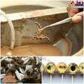 ضرورت خوردن شکلات با طعم حشرات+عکس