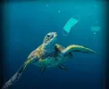 ورود ۱.۵ میلیارد ماسک رهاشده به اقیانوس‌ها