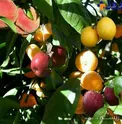 عجیب ترین درخت میوه جهان +عکس