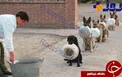 عکس جالب از سگ ها در صف انتظار برای غذا