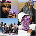 آغازبرداشت زعفران در استان خراسان رضوی+عکس