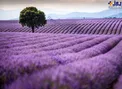 عکس/ مزرعه زیبای اسطوخودوس
