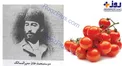 اولین کسی که گوجه را وارد ایران کرد+عکس