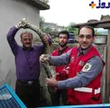 مار پیتون ۲۰ کیلویی به دام افتاد+ عکس