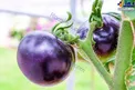 گوجه فرنگی بنفش در چین+عکس