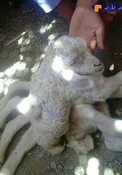 تولد گوسفند 8 پا در روستای چاه زرد حومه زاهدان +عکس