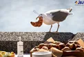 خاص ترین و عجیب ترین دزد دریایی+عکس