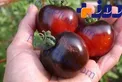 آشنایی با گوجه سیاه و خواص درمانی بی نظیرش