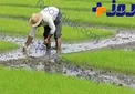 هشدار به شالیکاران مازنی