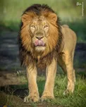 زبان درازی سلطان به دوربین/عکس