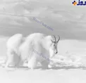 تصویری زیبا از بز کوهی سفید