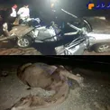 تصادف پراید با شتر ومرگ 3 نفر +عکس