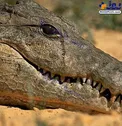 تصویر واقعی و نادر از اشک تمساح !