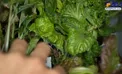 رشد کاهو در فضا+عکس