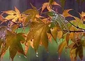 هواشناسی: بارش شدید باران در ساری و قائم‌شهر/ جوان خرم‌آبادی در فریدونکنار به کما رفت
