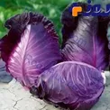 11 دلیلی که باید کلم قرمز را در برنامه غذاییتان بگنجانید