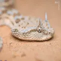 مار افعی شاخدار و عجیب/عکس