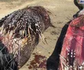 عاقبت تلخ ماری که جوجه تیغی خورده بود+عکس