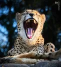 عکسی جالب از یک یوزپلنگ در حال خمیازه کشیدن