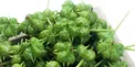 همه چیز درباره گیاه شگفت انگیز خارخَسَک
