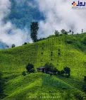 عکس/ مزارع زیبای چای املش گیلان