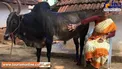 ازدواج عجیب یک زن با گاو مشهور و ثروتمند/عکس