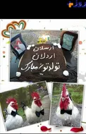 عكس/ برگزاري جشن تولد براي دو خروس به نام اردلان و ارسلان!