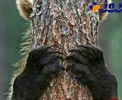خرسی که نمی خواهد عکس بگیرد!