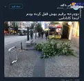 شکستن درخت برای دزدی دوچرخه+عکس